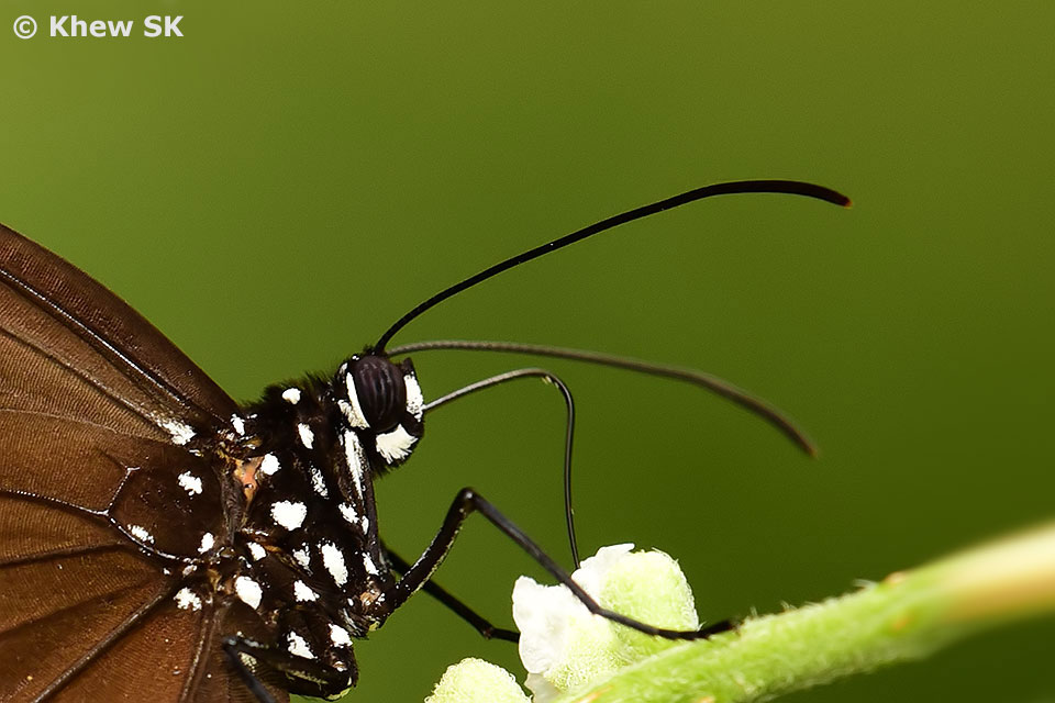 Butterflies of Singapore The Butterfly Antennae