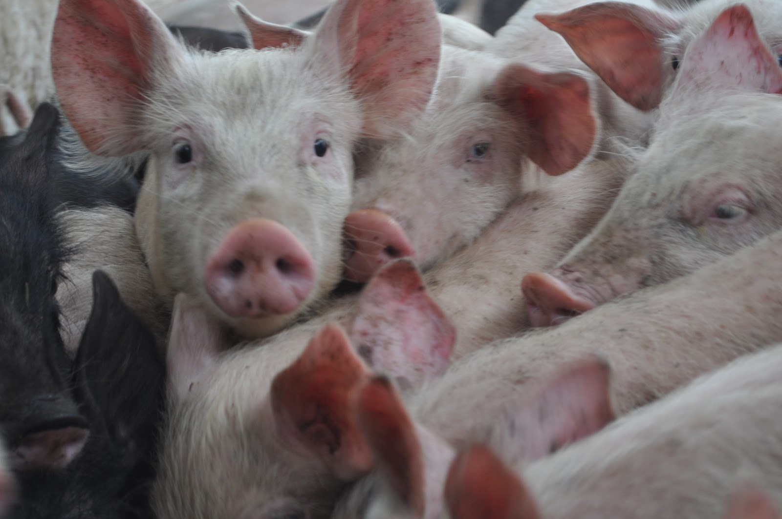 meat Retailing piglets