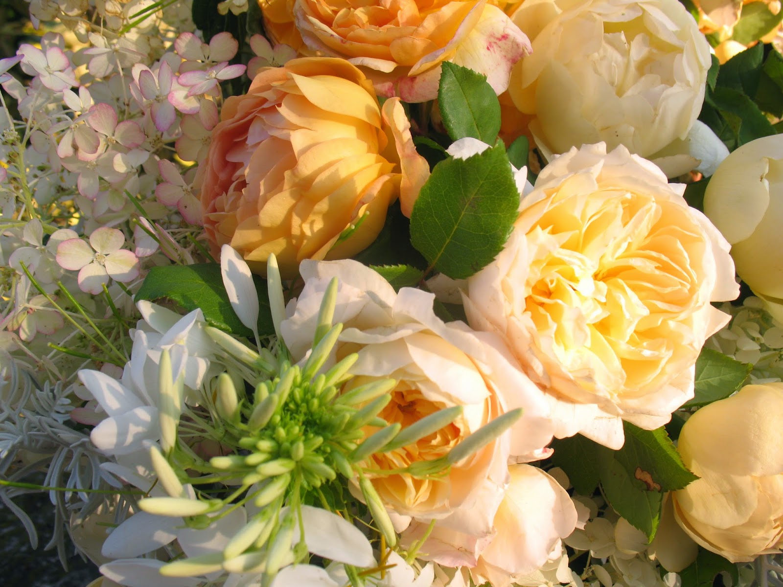 Roses du jardin Chêneland Roses anglaises en bouquet