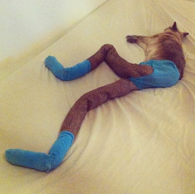 tights for cats tights for cats