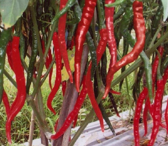 penyakit cabe busuk buah penyakit cabe busuk buah