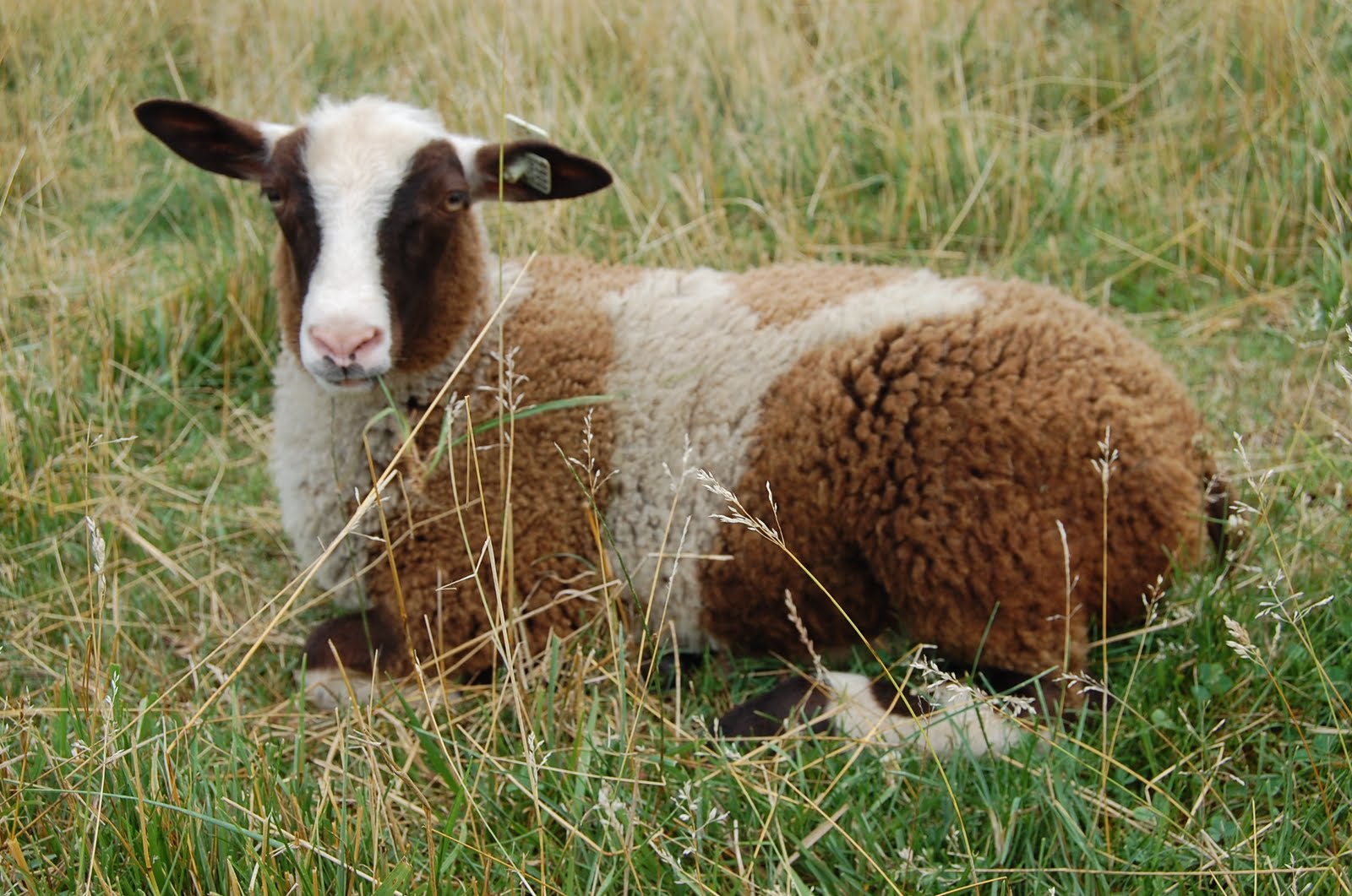 Crosswinds Farm Now that's a sheep of a different color!