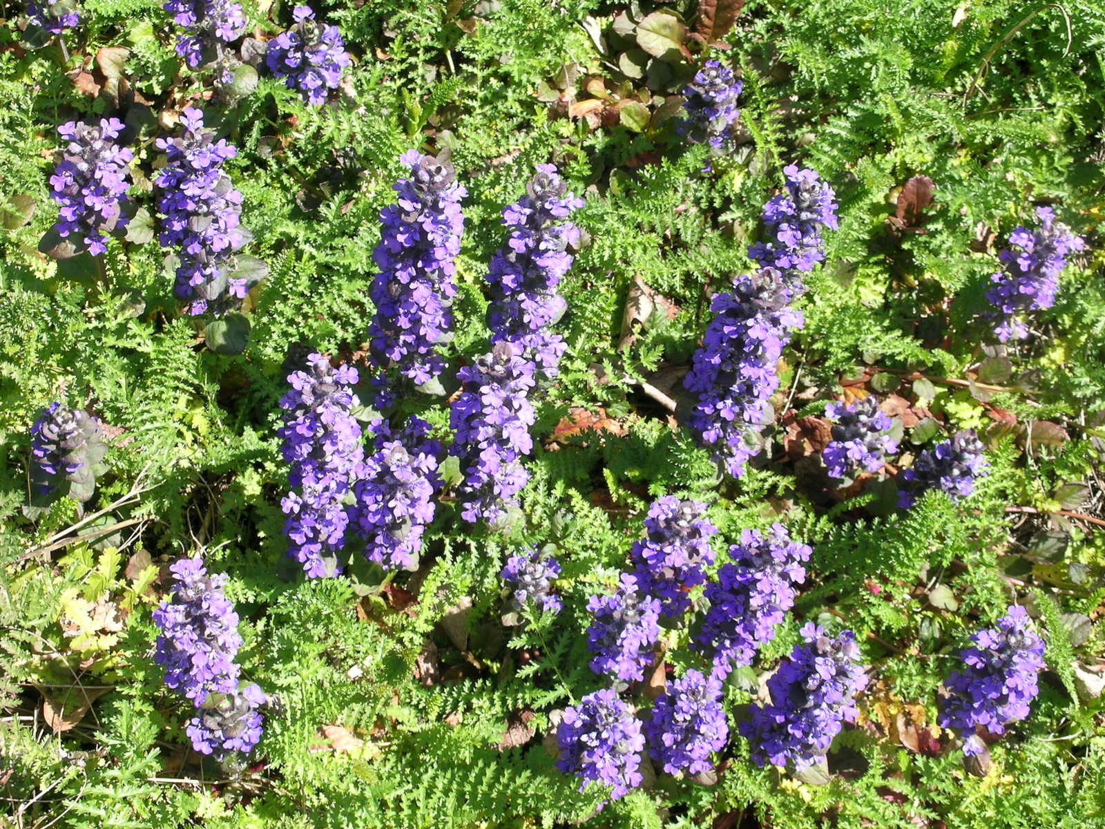 Berkeley Butterfly Blog Ajuga reptansCarpet Bugleweed