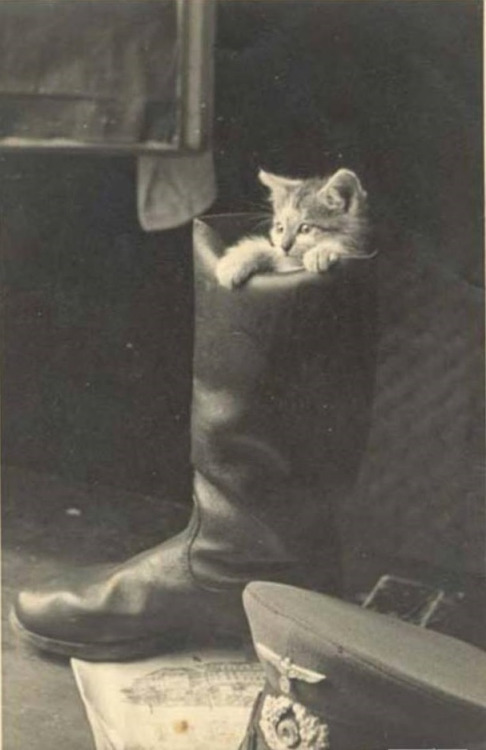 cats World War II worldwartwo.filminspector.com