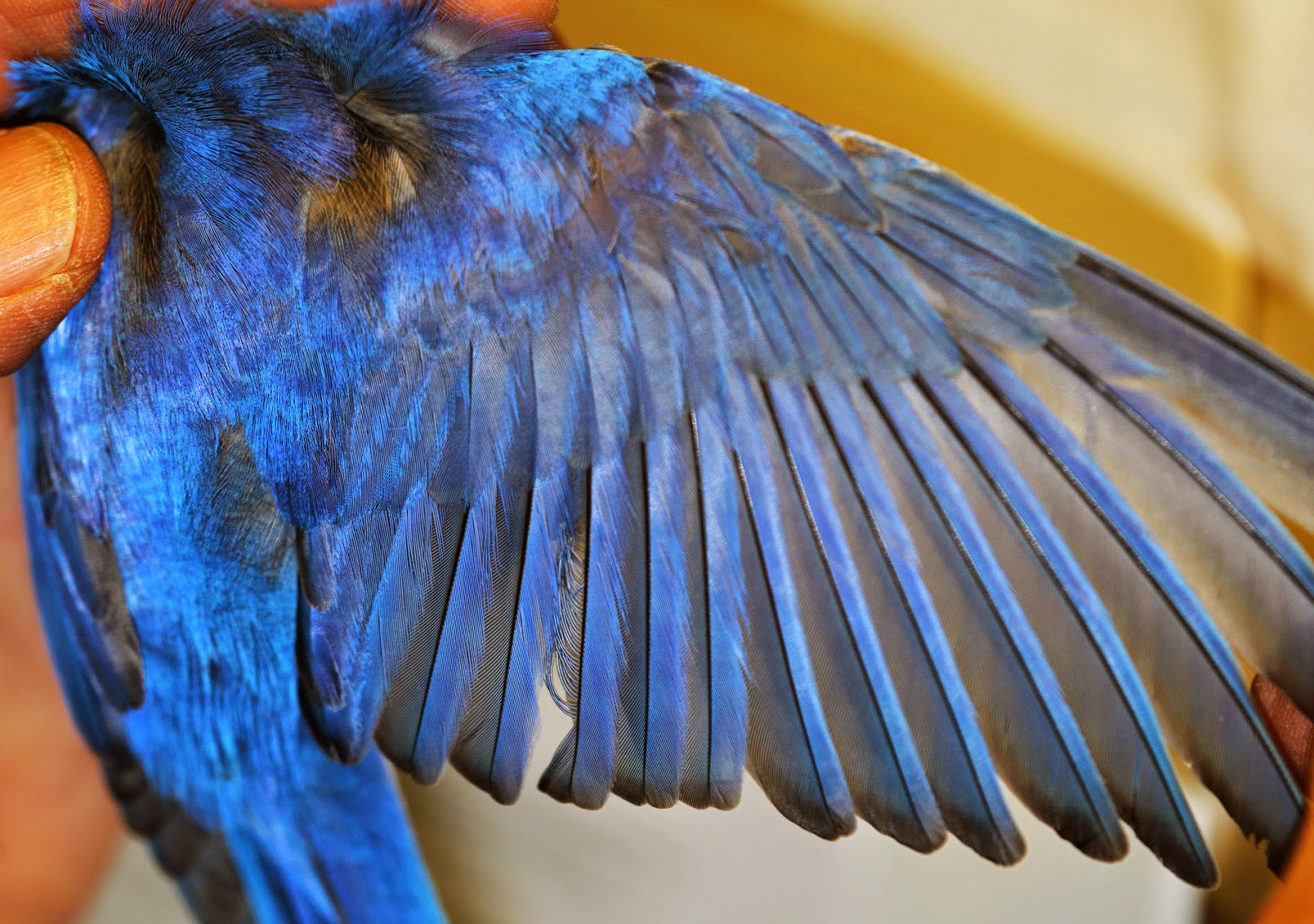 All of Nature: Bluebirds at Springbrook