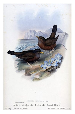 Melro Vinho da Ilha de Lord Howe (Turdus poliocephalus vinitinctus) Melro Vinho da Ilha de Lord Howe (Turdus poliocephalus vinitinctus)