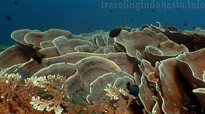Sea coral reefs Indonesia
