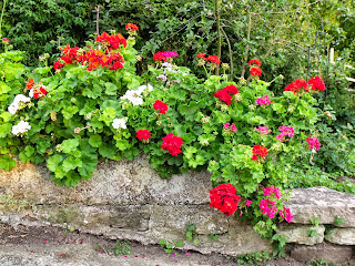 Geranientrog im Sommer (c) by Joachim Wenk Geranientrog im Sommer (c) by Joachim Wenk
