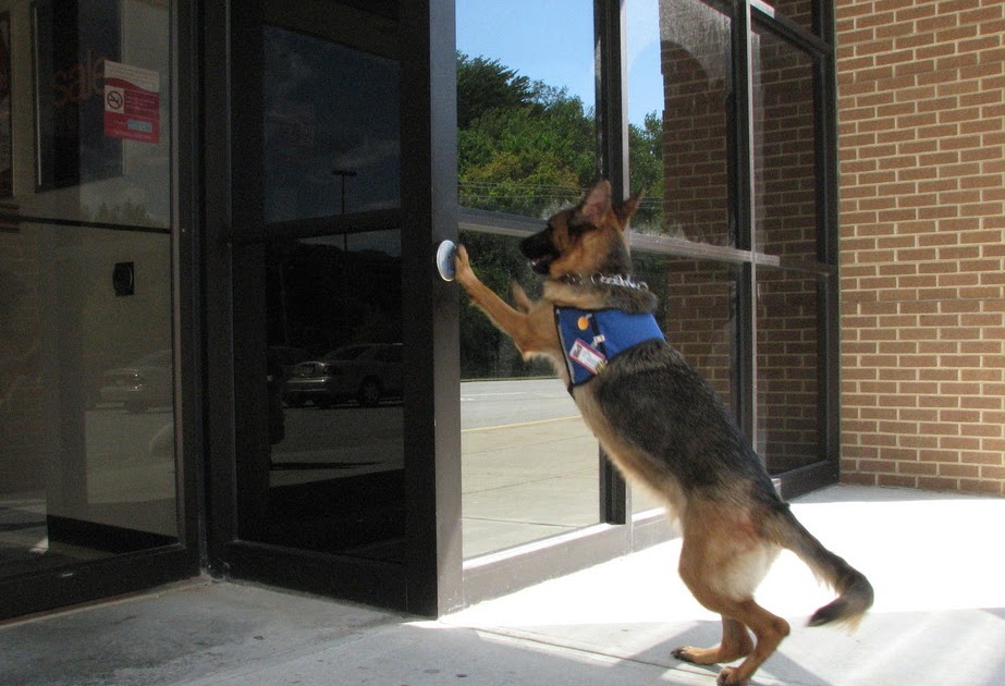 Big German Shepherds: German Shepherd Service Dogs