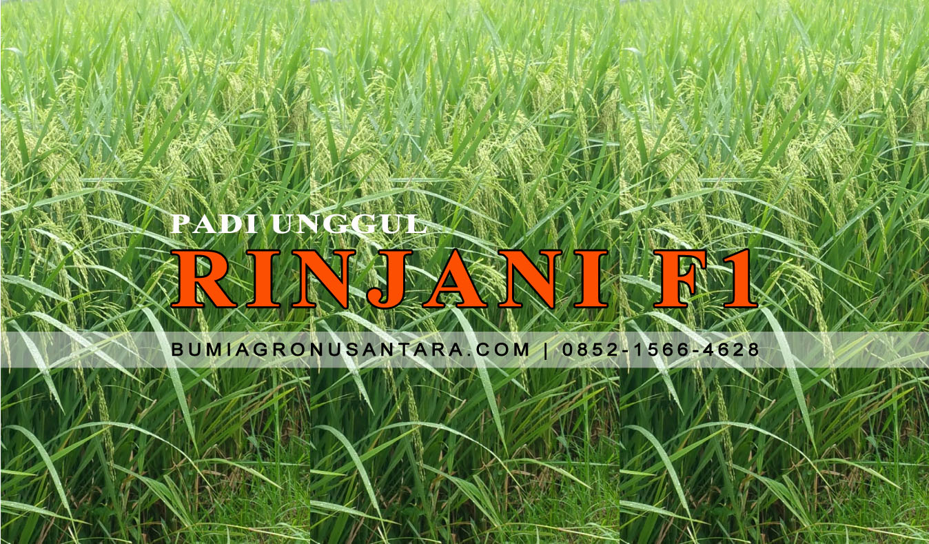 Rinjani F1 Padi Unggul Terbaik | "The Rice Paradise" varietas padi unggul produksi tinggi, harga benih padi per kg, jenis padi unggul umur pendek, varietas padi batan, benih unggul batan, benih padi unggul 2018, benih padi batan, bibit padi unggul 2018,Rinjani F1, benih padi rinjani f1, padi unggul rinjani f1,