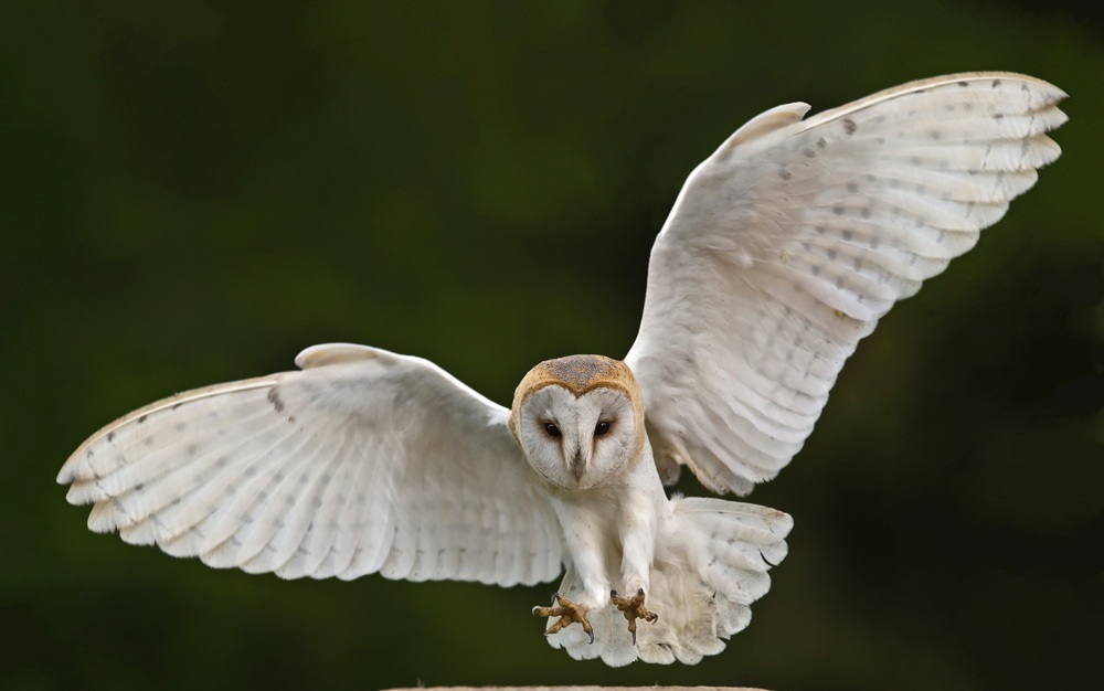 Fun Animals Wiki Videos Pictures Stories Cute Animal Feature