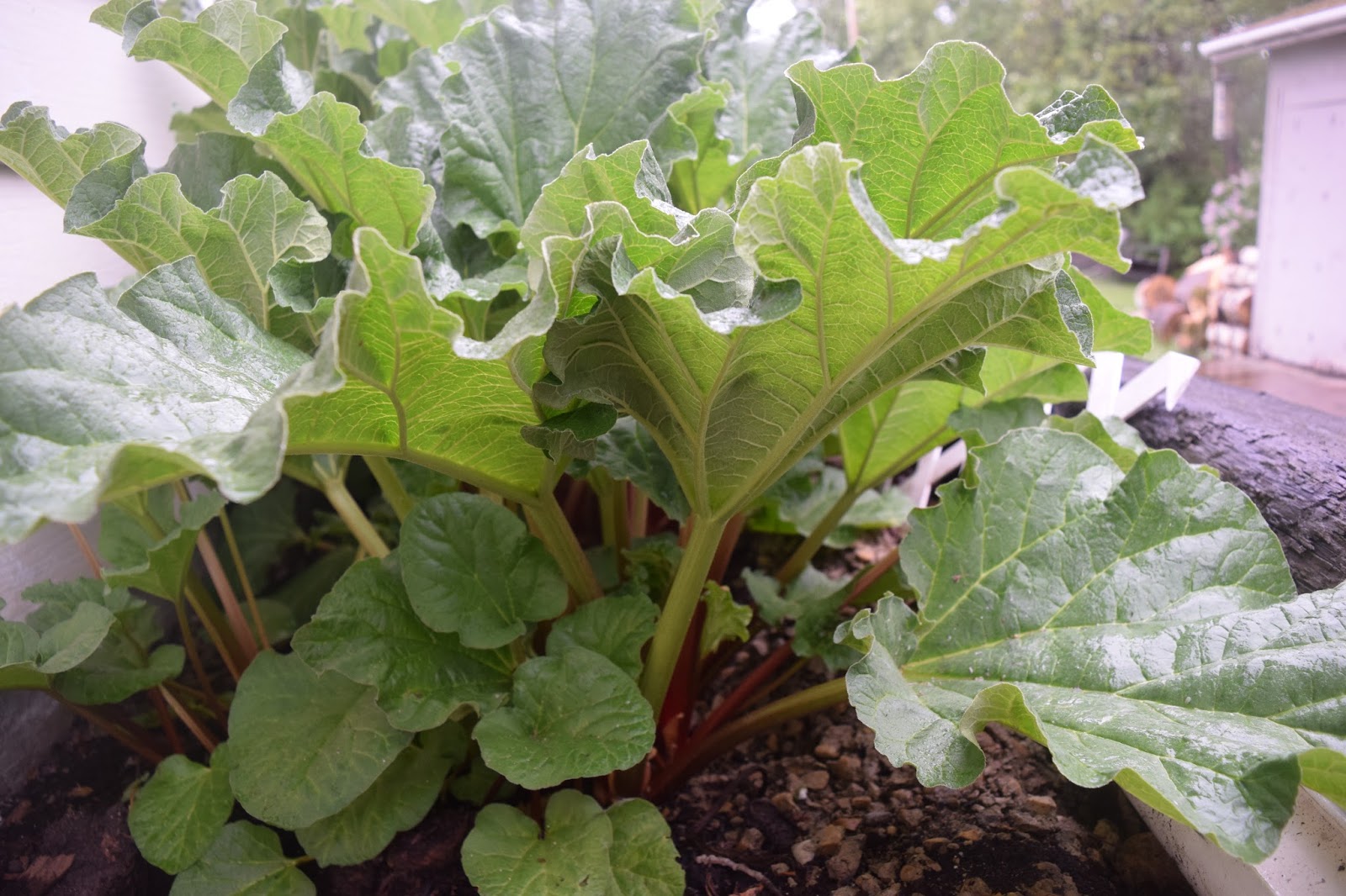 Evolution Garden Rhubarb All About The Pie Plant