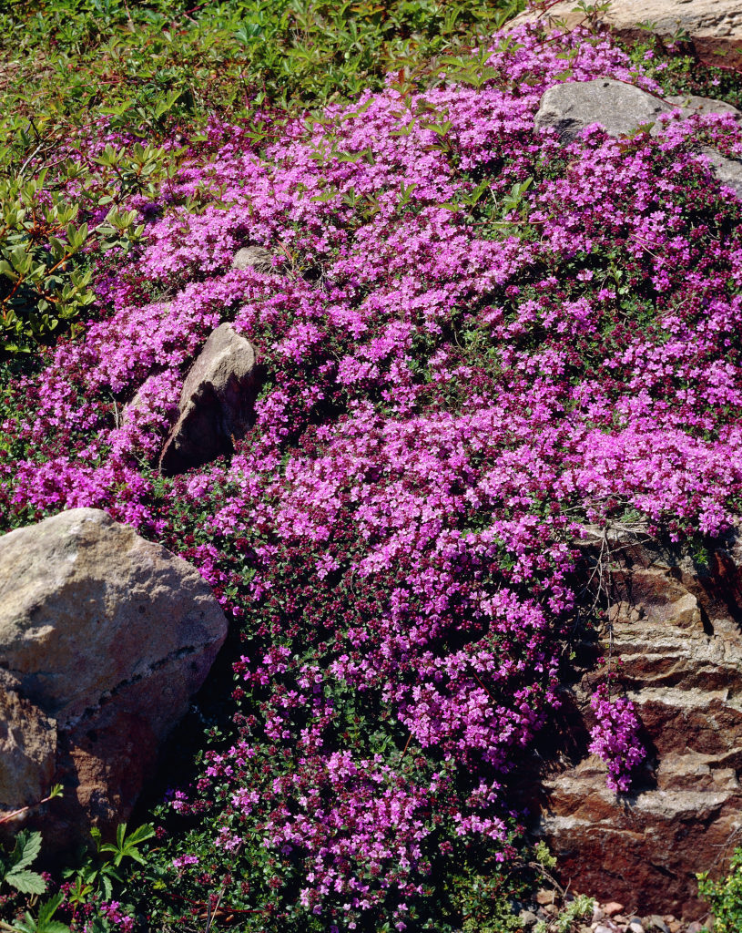 Seminte si plante de gradina hobby CimbrisorulThymus serpyllum