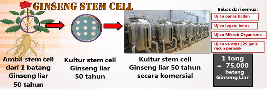 Ginseng Stem Cell