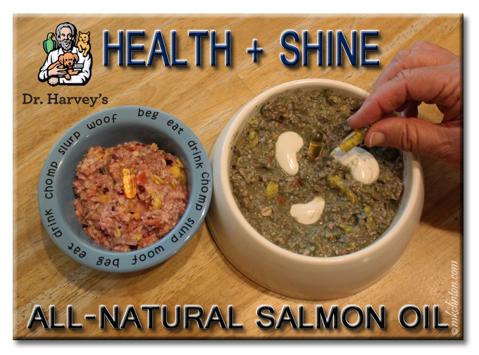 Two bowls of Dr. Harvey's dog food with golden Health + Shine fish oil supplements added
