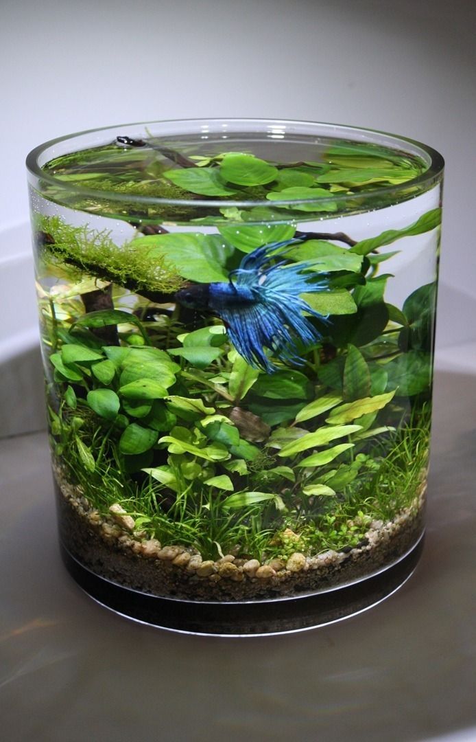 The Argument About Best Betta Tank The Argument About Best Betta Tank