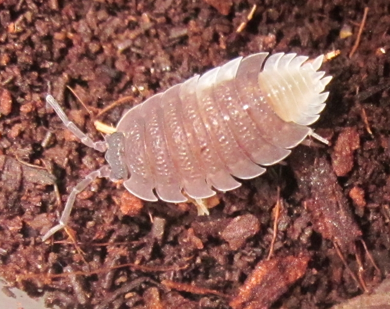 Hisserdude's Isopods P.scaberPied%25231