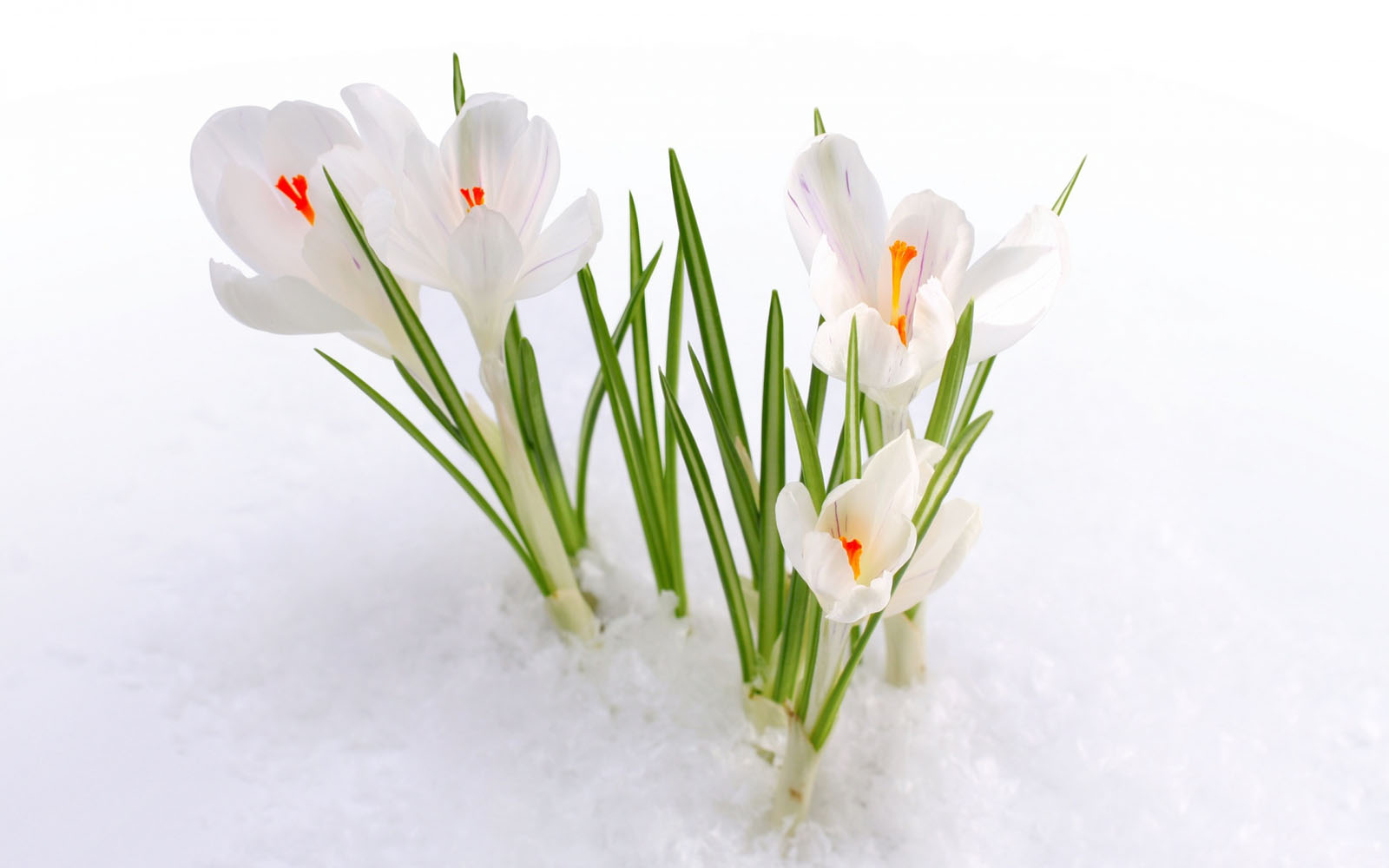 clip art snow flowers - photo #19