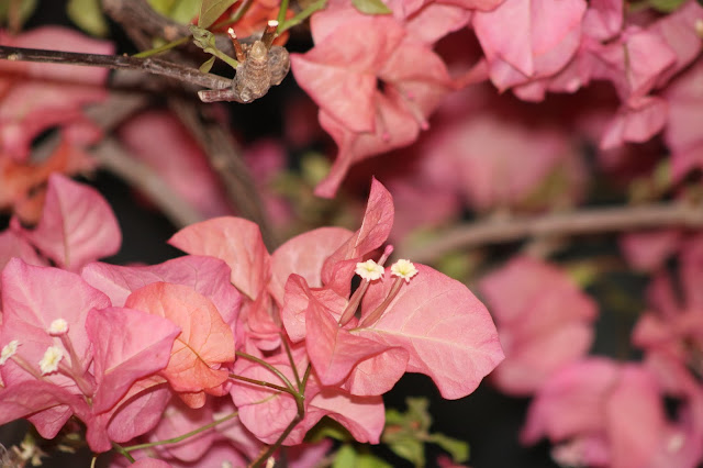Bougainvillea