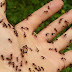 Spray This Simple Mixture and You Will Never See Ants in Your Home Again!