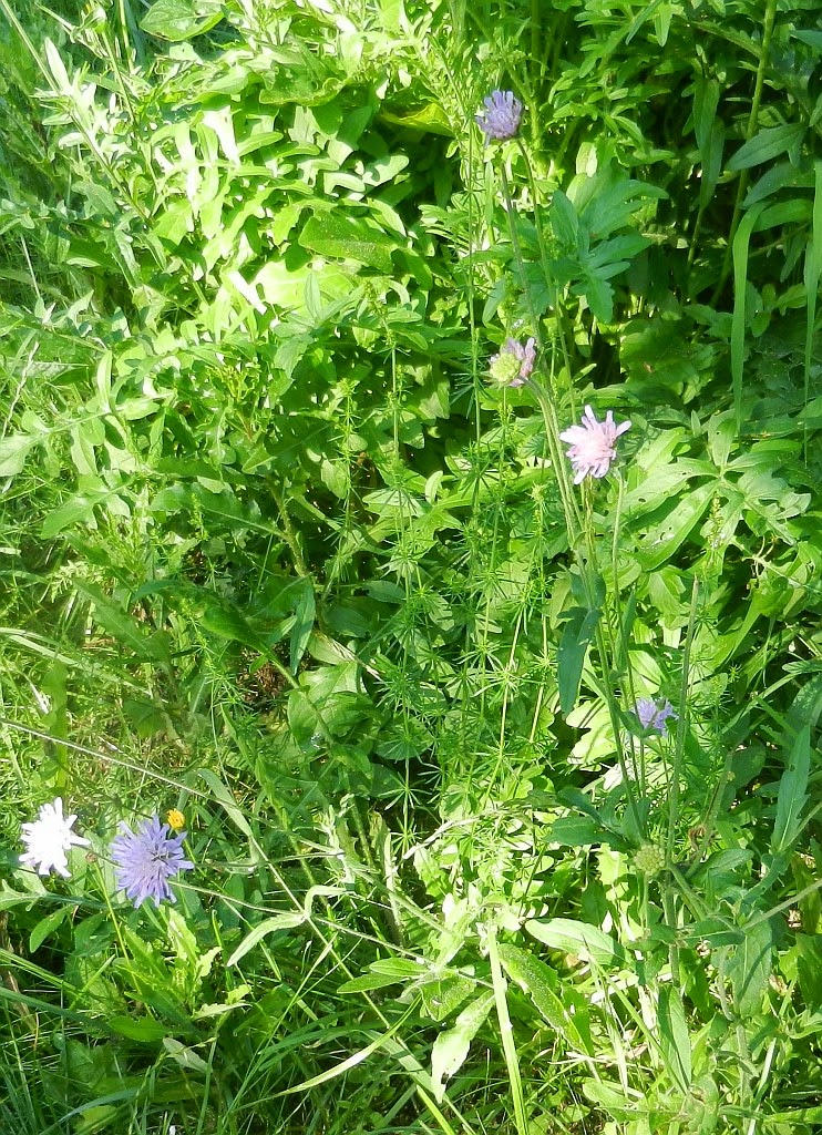 Wiesen-Witwenblume Wildblumendurcheinander mit blühenden Wiesen-Witwenblumen