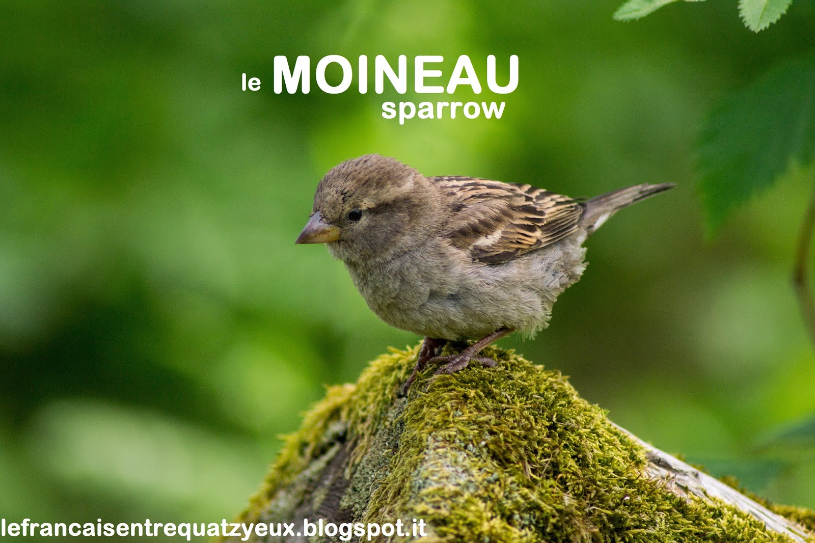 Vocabulaire autour des oiseaux (tous les niveaux) Le français entre