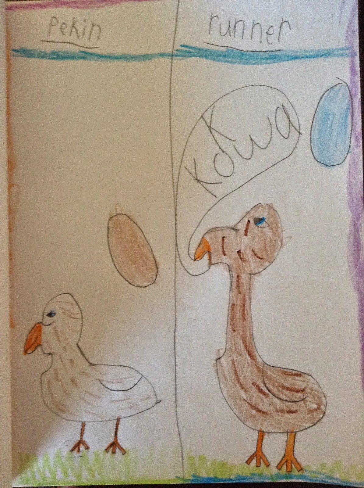 Pekin Ducks vs. Runner Ducks Fort Kindergarten