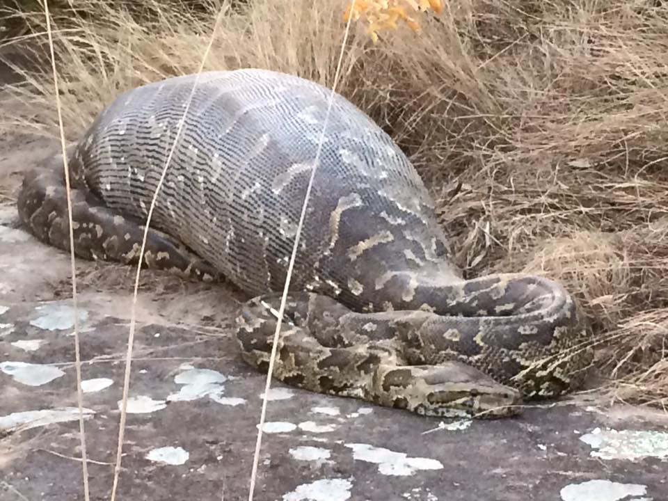 SPOTTED Python dies after eating huge porcupine