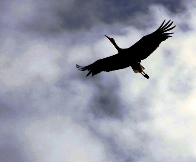 Phantastische Vögel aus aller Welt: Unterwegs im Weltvogelpark Walsrode. Die Flugshow u.a. mit Greifvögeln war phantastisch!