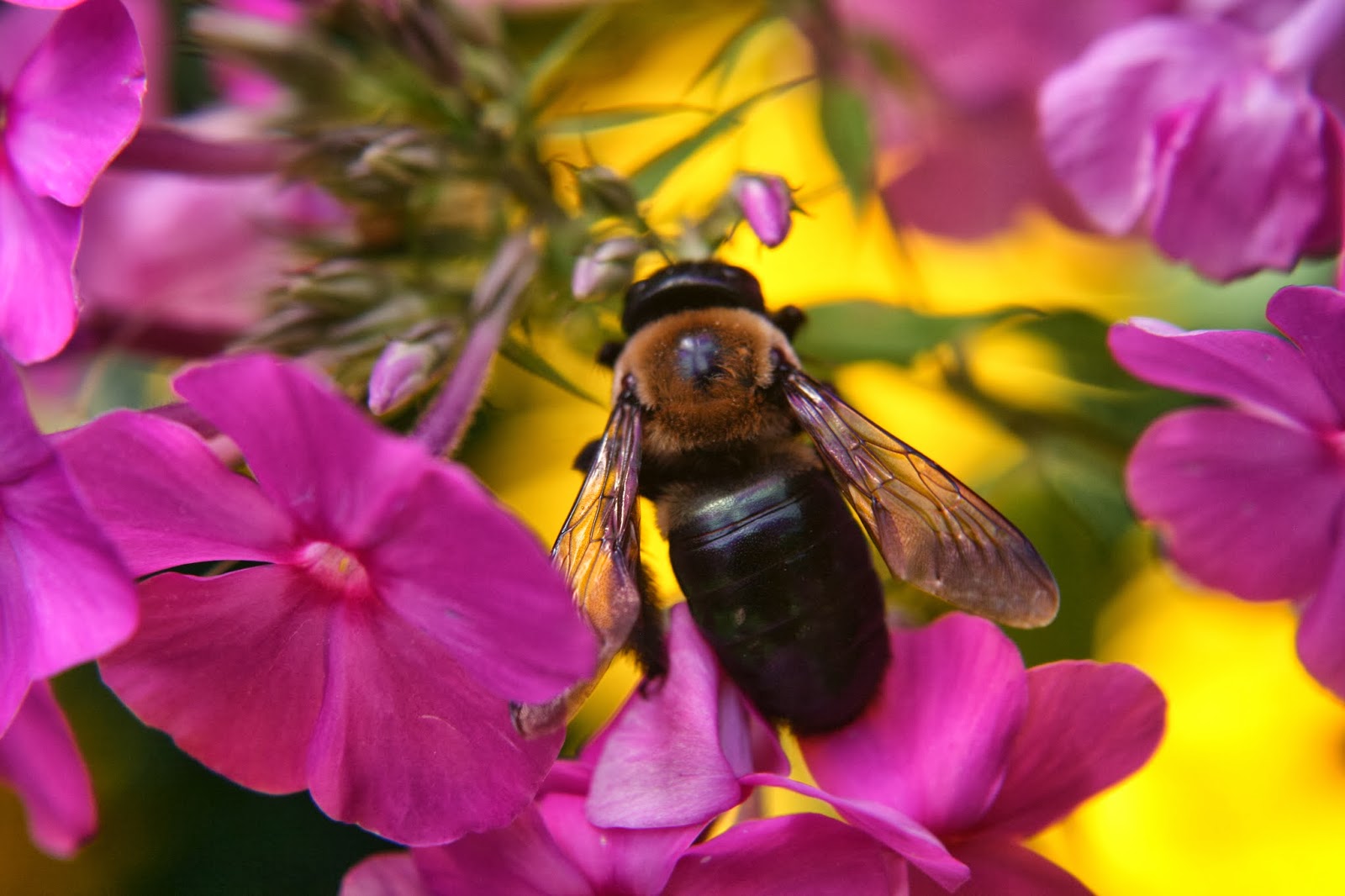 The Skillful Bee: Honey Love
