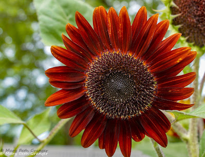 Maroon Sunflower photo by mbgphoto