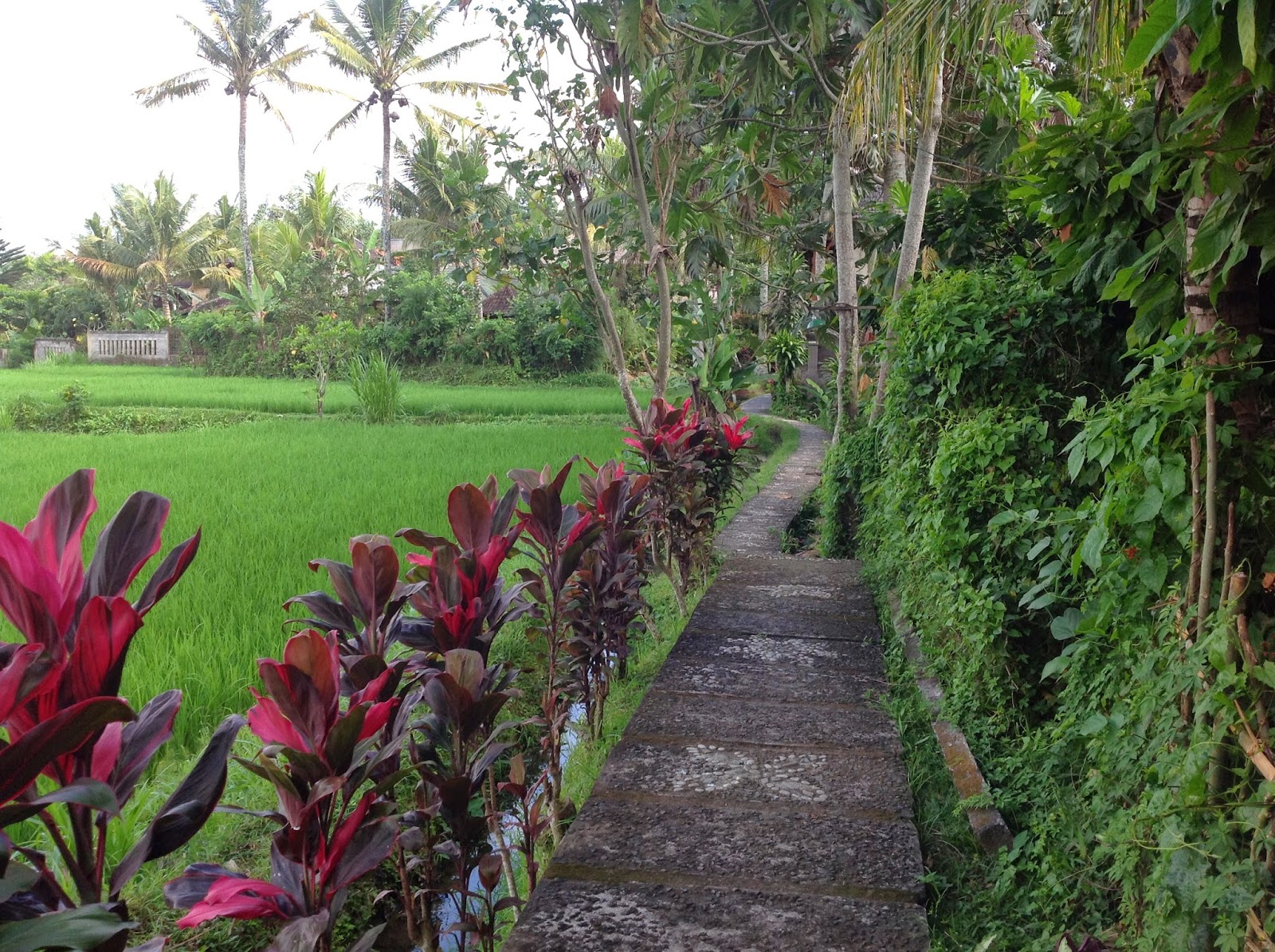 Bali Blog Part 3 - Ubud Days 2 & 3