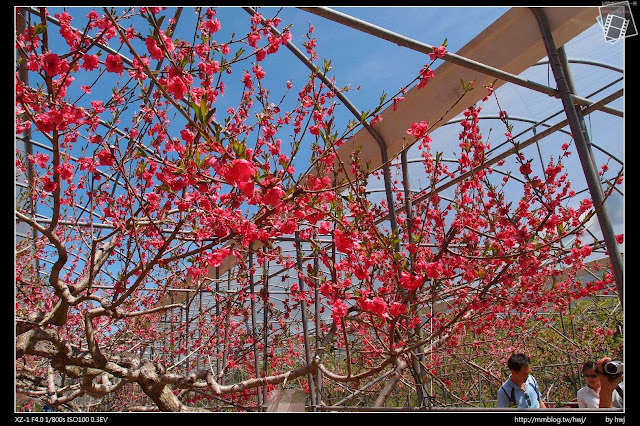 2013-03-23 梅峰農場 春之饗宴 台大森林實驗林_蟠桃....我覺得門口那顆的花比較密