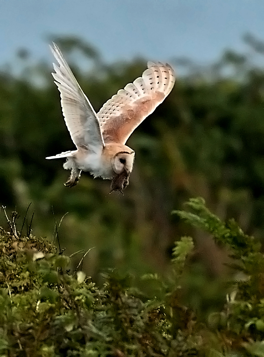 Alan James Photography Barn owls with prey