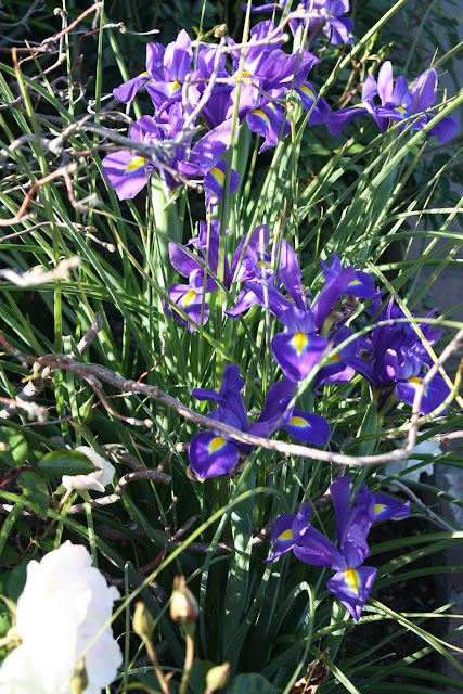 dividing bulbs, dutch iris 