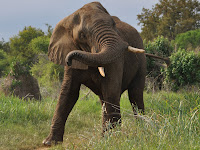 elephant running from hunter