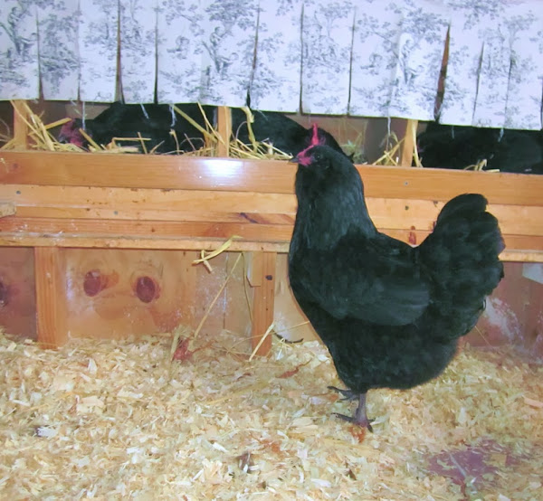 laying hens, living space of laying hens, ideal space for laying hens, suitable living space for laying hens, laying hen housing