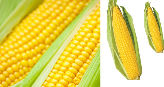 Corn meaning in hindi, Spanish, tamil, telugu, malayalam, urdu, kannada name, gujarati, in marathi, indian name, marathi, tamil, english, other names called as, translation Corn meaning in hindi, Spanish, tamil, telugu, malayalam, urdu, kannada name, gujarati, in marathi, indian name, marathi, tamil, english, other names called as, translation