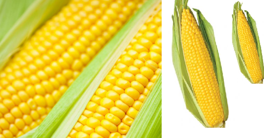 Corn meaning in hindi, Spanish, tamil, telugu, malayalam ...