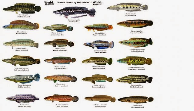 Mahamaya Hiko: Jenis jenis snakehead fish (Channidae family)