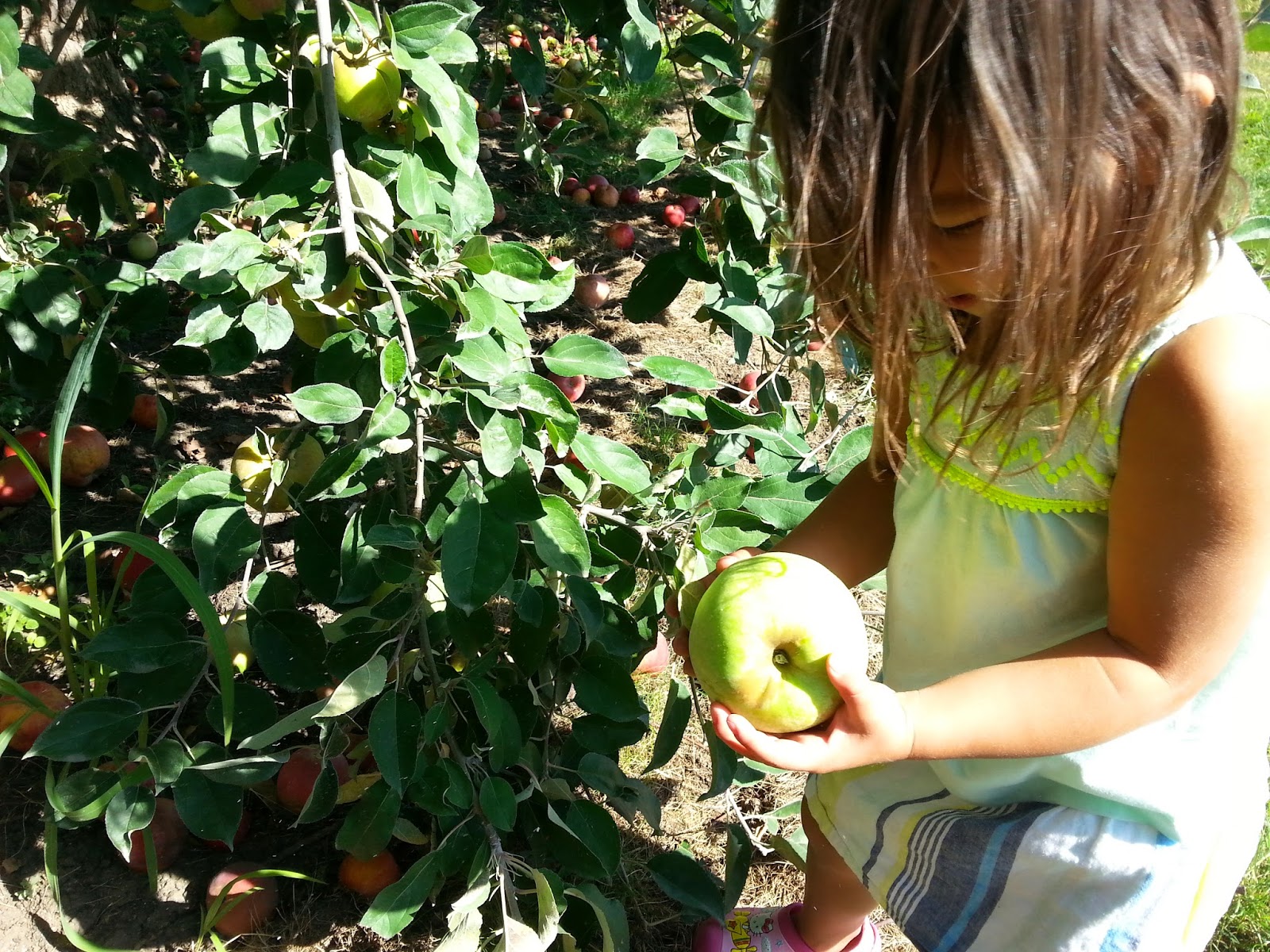 What to do in Southern Oregon Fall is for Apple Picking with Your