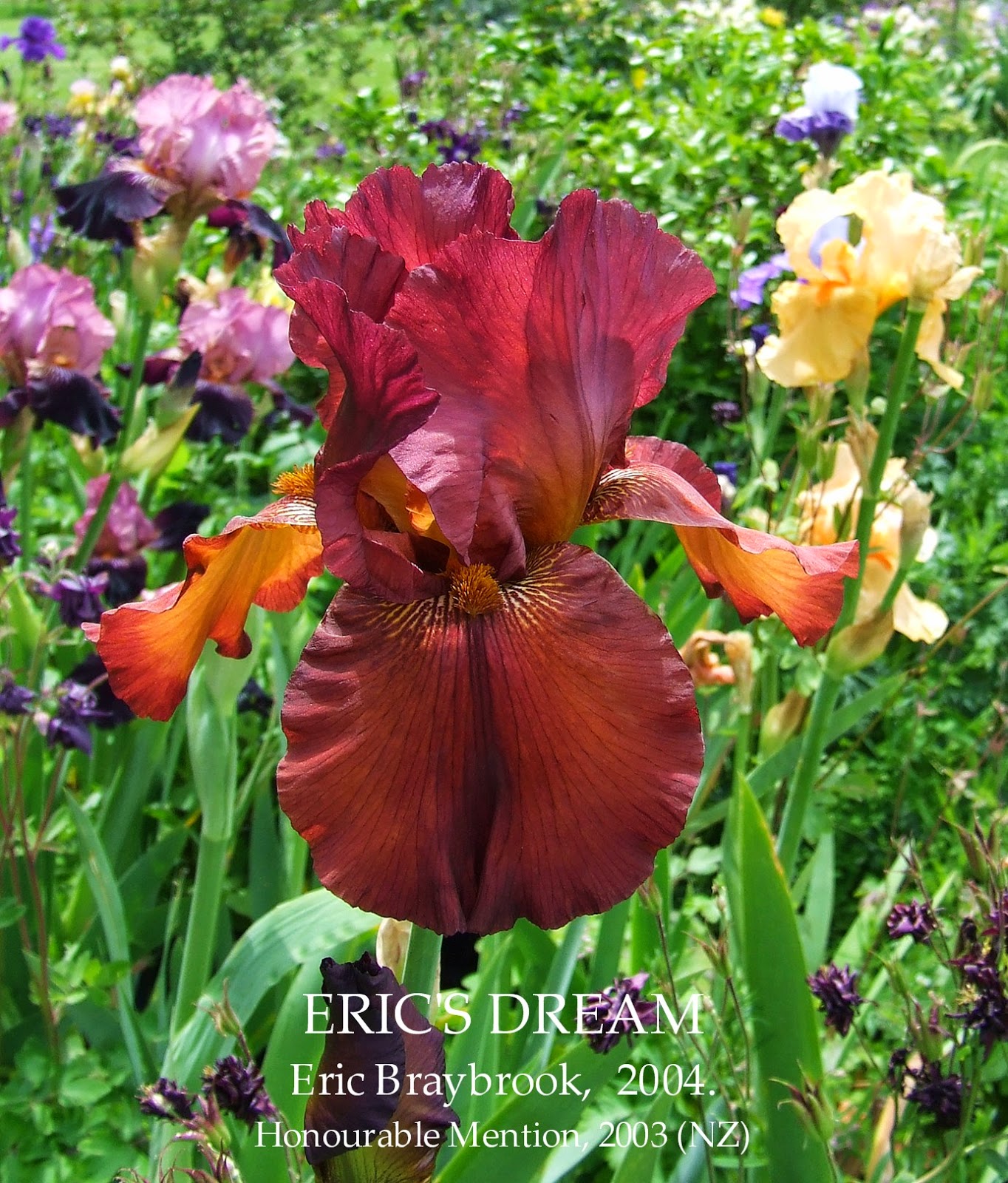 New Zealand Tall Bearded Iris ERIC&rsquo;S DREAM ~ HERITAGE IRISES