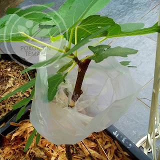 Proses Pengetutan Pokok Tin Proses Pengetutan Pokok Tin