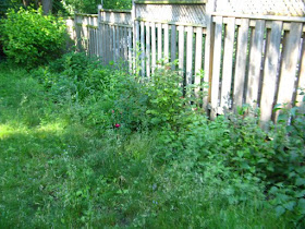 Toronto garden cleanup before with bed full of weeds by garden muses: a Toronto gardening blog 