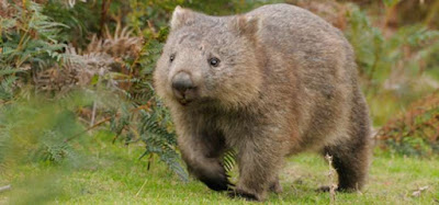 Wombat-biologia.jpg