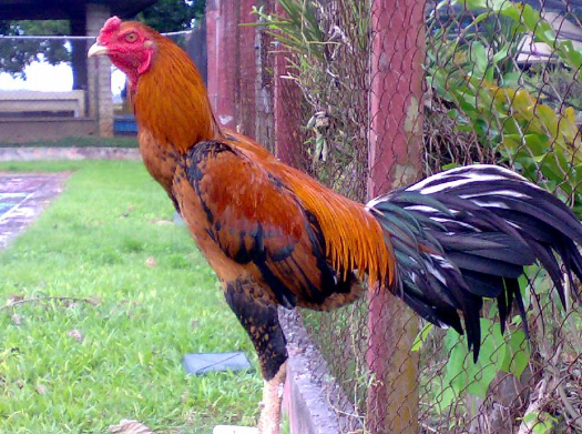 Keunggulan Jenis Ayam Aduan Wiring Kuning Keunggulan Jenis Ayam Aduan Wiring Kuning
