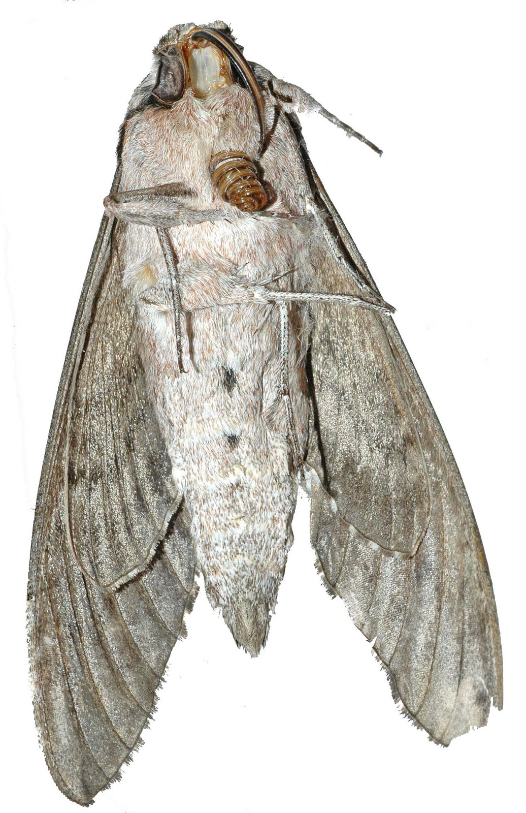 CABINET OF CURIOSITIES: Convolvulus hawk-moth (deceased)