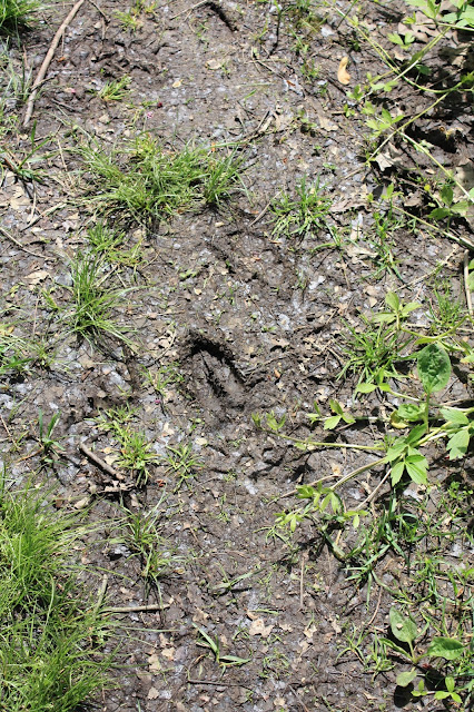 Deer tracks at Ryerson Woods