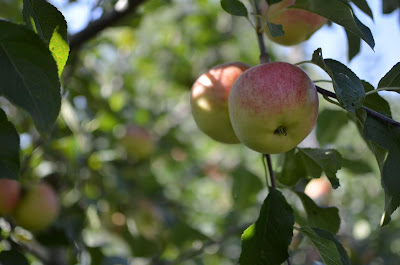 Äpfel bei Obstbau Wenz