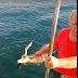 Στην Εύβοια βγαίνουν για ψάρεμα και πιάνουν ελάφια (βίντεο)